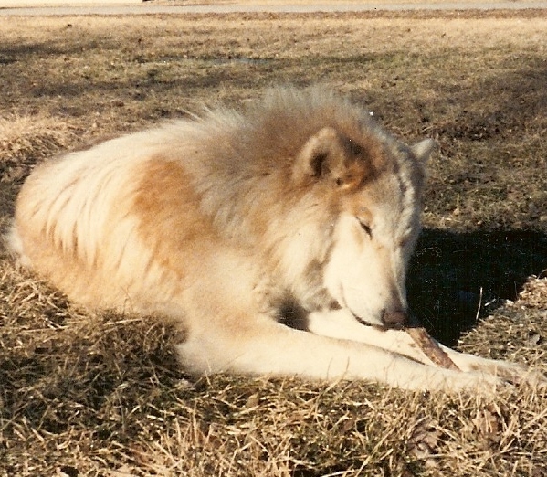 http://wolfweyr.com/